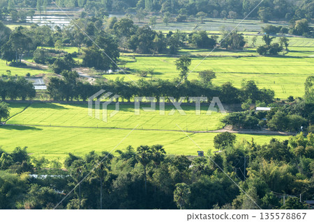 Aerial view of bright green rice fields and lush tropical vegetation. The rural landscape shows agricultural land with trees and palm trees under bright daylight. Peaceful countryside scenery. Aerial view of bright green rice fields and lush tropical vegetation. The rural landscape shows agricultural land with trees and palm trees under bright daylight. Peaceful countryside scenery. 135578867