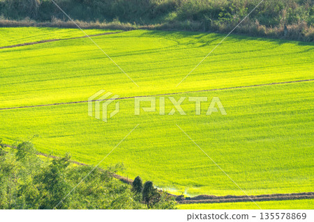 Vibrant green rice field in rural landscape. High angle view of lush agricultural paddy and bright sunlight. Concept of farming, organic growth, and sustainable food production. Vibrant green rice field in rural landscape. High angle view of lush agricultural paddy and bright sunlight. Concept of farming, organic growth, and sustainable food production. 135578869