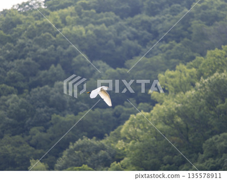 Little Egret Flying Over the Mountains Little Egret Flying Over the Mountains 135578911