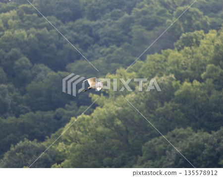Little Egret Flying Over the Mountains Little Egret Flying Over the Mountains 135578912