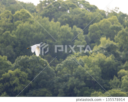 Little Egret Flying Over the Mountains Little Egret Flying Over the Mountains 135578914