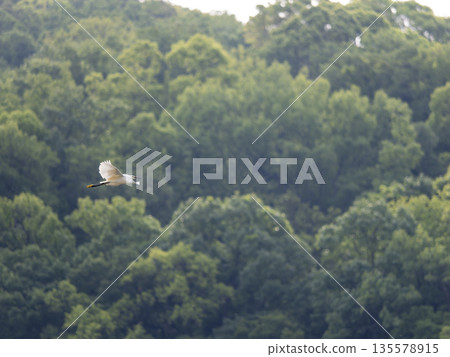 Little Egret Flying Over the Mountains Little Egret Flying Over the Mountains 135578915