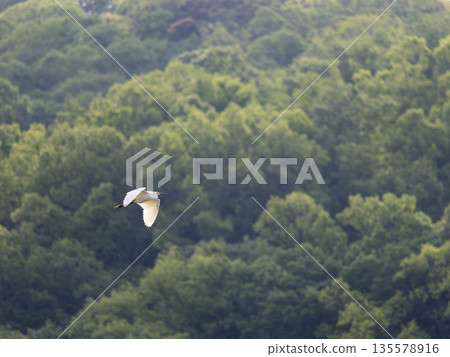 Little Egret Flying Over the Mountains Little Egret Flying Over the Mountains 135578916