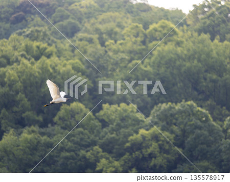 Little Egret Flying Over the Mountains Little Egret Flying Over the Mountains 135578917