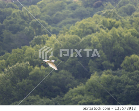 Little Egret Flying Over the Mountains Little Egret Flying Over the Mountains 135578918