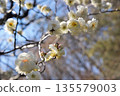 梅花盛開。 梅花盛開。 135579003