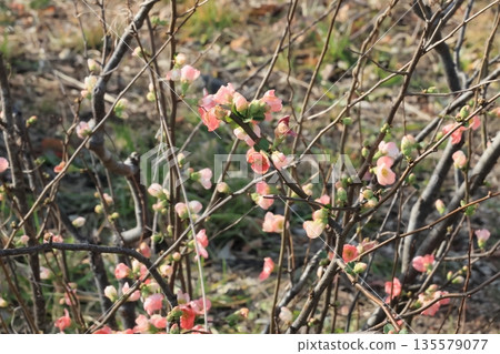 Blurred flowers Blurred flowers 135579077