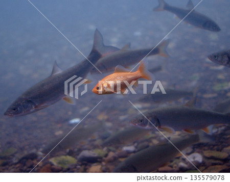 Goldfish and Japanese dace (Chitose Aquarium, Home of Salmon, Underwater Observation Room) 135579078