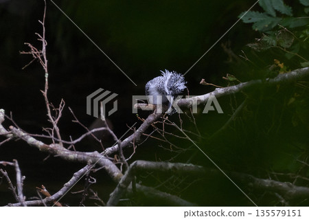 Crested Kingfisher Female Crested Kingfisher Female 135579151