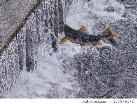 鮭魚逆流跳躍 135579178