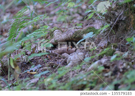 Asian giant hornet tree hollow 135579183