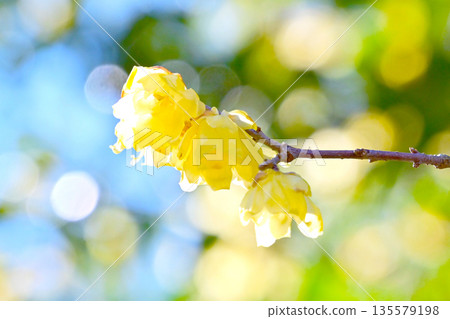 Rhubai Flower Blooming in the Early Spring Rhubai Flower Blooming in the Early Spring 135579198
