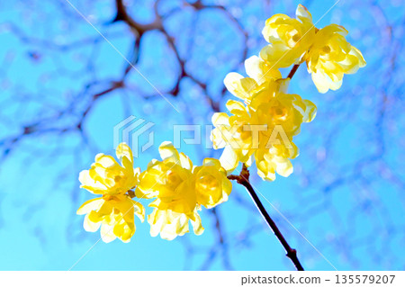 Rhubai花在早期的春天開花 135579207