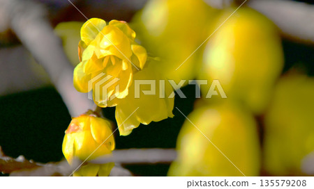 Rhubai花在早期的春天開花 135579208