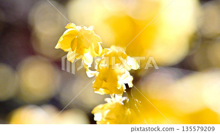 Rhubai花在早期的春天開花 135579209