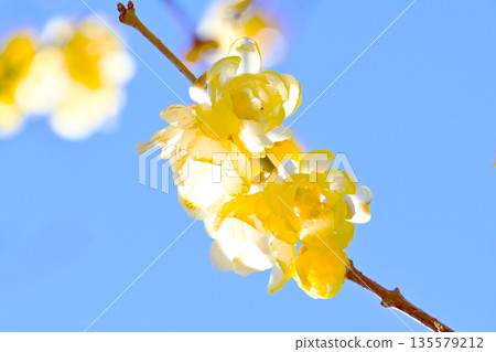 Rhubai花在早期的春天開花 135579212