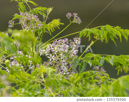 China tree flowers blooming on the riverbed China tree flowers blooming on the riverbed 135579300