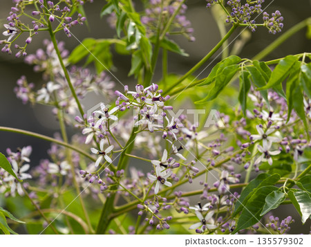 河床上盛開著中國樹花 河床上盛開著中國樹花 135579302