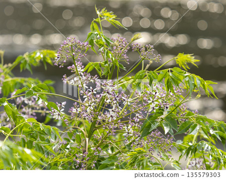 China tree flowers blooming on the riverbed China tree flowers blooming on the riverbed 135579303