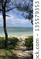 The sea seen from the shade of a tree 135579353