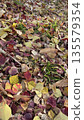 Carpet of fallen leaves 135579354