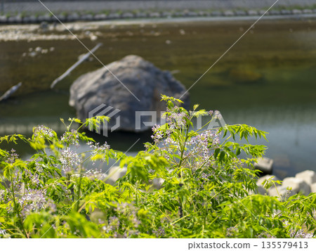河床上盛開著中國樹花 135579413