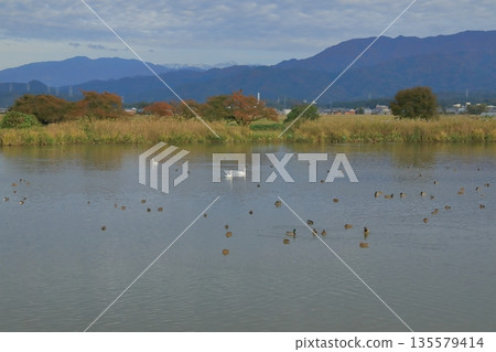 阿賀野縣兵庫湖的天鵝季 135579414
