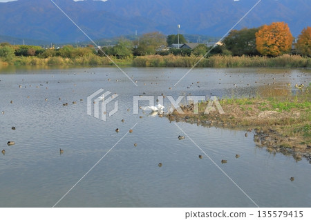 秋日的兵庫湖（位於阿賀野縣）景色，天鵝棲息在湖岸邊。 135579415