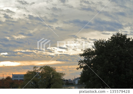 Evening view of Lake Hyoko in Agano with a flock of swans flying in the sunset sky Evening view of Lake Hyoko in Agano with a flock of swans flying in the sunset sky 135579428