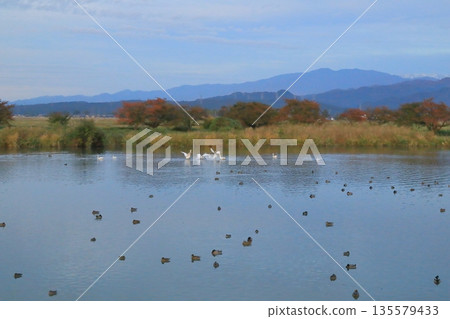 天鵝返回阿賀野的兵庫湖 135579433