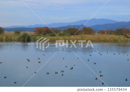 A view of Lake Hyoko in Agano with swans dancing gracefully A view of Lake Hyoko in Agano with swans dancing gracefully 135579434