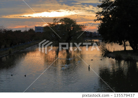 Lake Hyoko in Agano, where swans swim on the crimson-colored lake surface Lake Hyoko in Agano, where swans swim on the crimson-colored lake surface 135579437