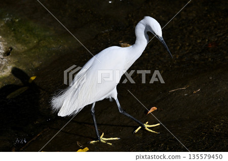 Wild bird Wild bird 135579450