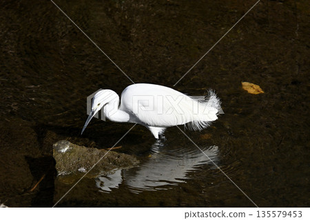 Wild bird Wild bird 135579453
