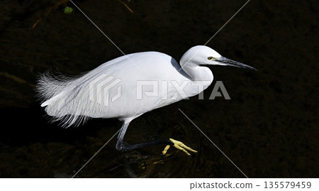 Wild bird Wild bird 135579459