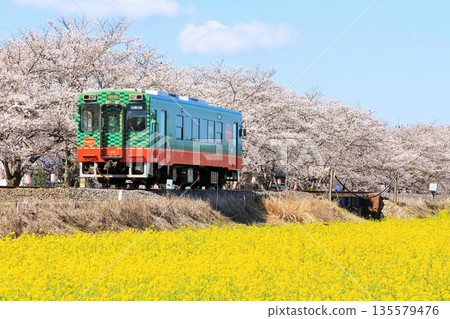 Tochigi Prefecture: Moka Railway under blue skies and rows of cherry blossoms Tochigi Prefecture: Moka Railway under blue skies and rows of cherry blossoms 135579476