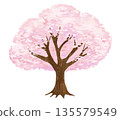 Cherry blossom tree illustration 135579549