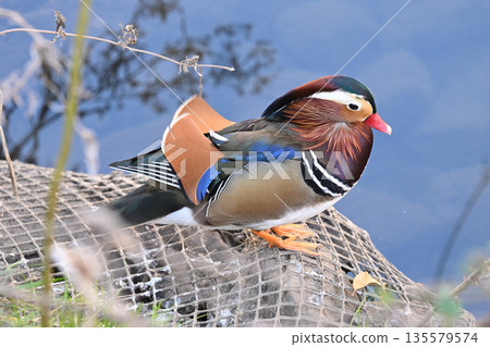 Wild bird Wild bird 135579574