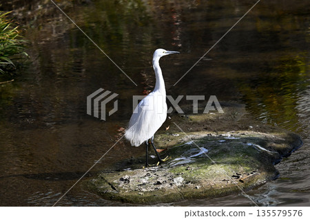 Wild bird Wild bird 135579576