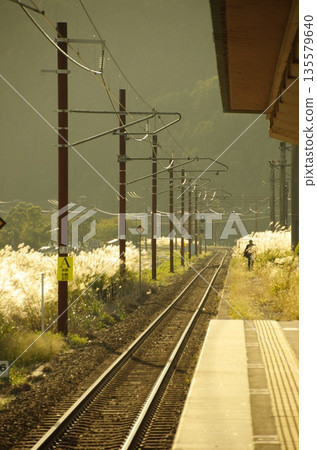 Shiga Prefecture, Autumn evening, unmanned local train station surrounded by Japanese pampas grass 135579640