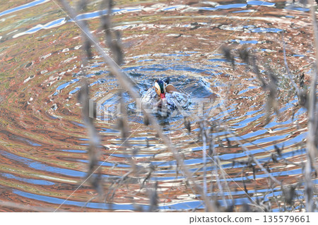 Wild bird Wild bird 135579661