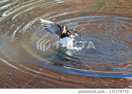 Wild bird Wild bird 135579758