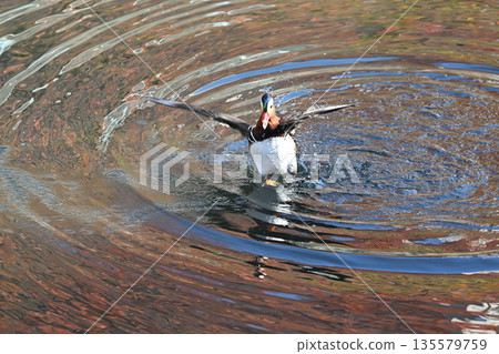 Wild bird Wild bird 135579759