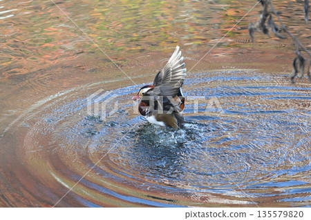 Wild bird Wild bird 135579820
