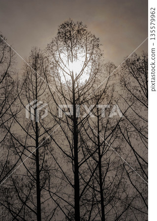 冬季景色：冬日樹木 135579962