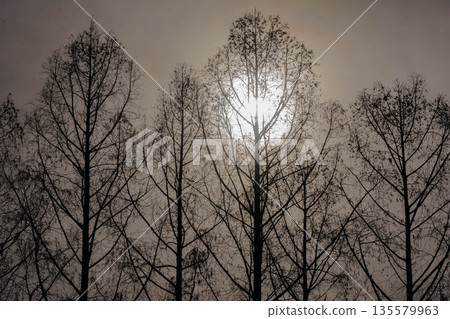 冬季景色：冬日樹木 135579963