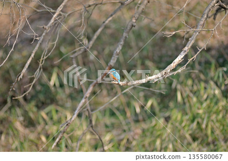 翠鳥、翡翠翠鳥、東村山市北山公園、東村山淨化中心公園 翠鳥、翡翠翠鳥、東村山市北山公園、東村山淨化中心公園 135580067