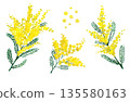 Set of watercolor illustrations of mimosa 135580163