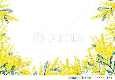 Mimosa watercolor illustration frame 135580164