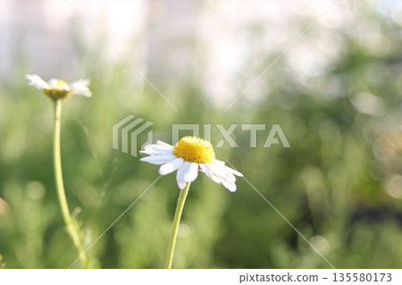 Roman chamomile flowers Roman chamomile flowers 135580173